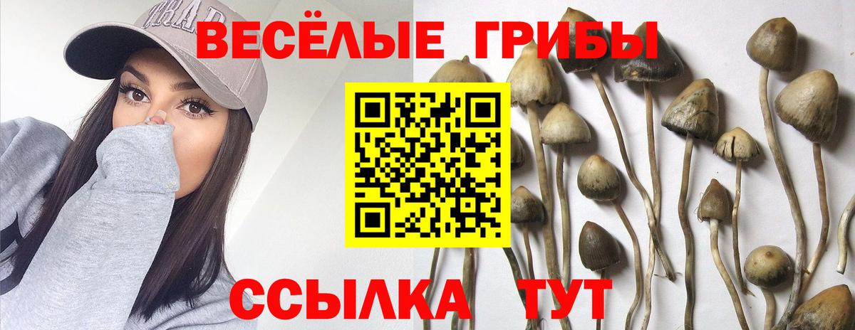 Галлюциногенные грибы Psilocybine cubensis Карачаевск